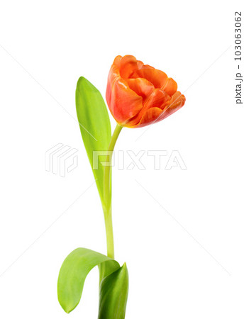 A single blooming tulip 103063062