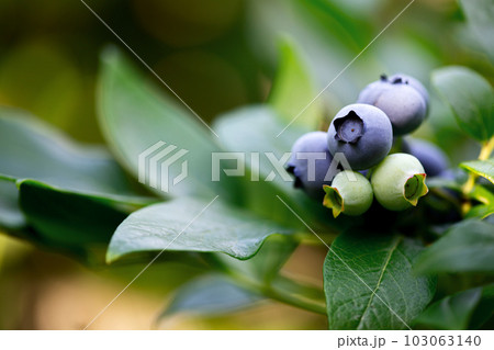 Close up view of bluberries Close up view of bluberries 103063140