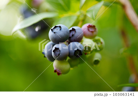 Blueberry plant with fresh ripe berries 103063141