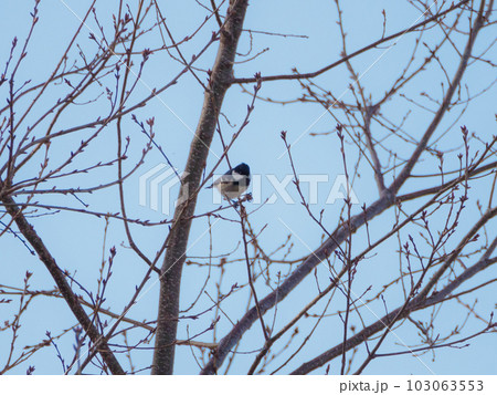 遠くの枝にシジュウカラ 103063553