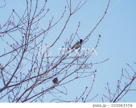 枝の芽を食べに集まるシジュウカラ 103063556