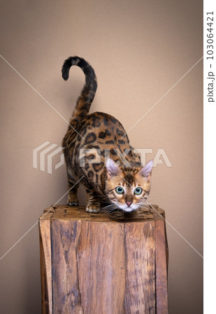 Photo of a lurking Bengal cat perched on a wooden surface. Photo of a lurking Bengal cat perched on a wooden surface. 103064421
