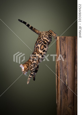 Bengal cat jumping down from a wooden tree log Bengal cat jumping down from a wooden tree log 103064422