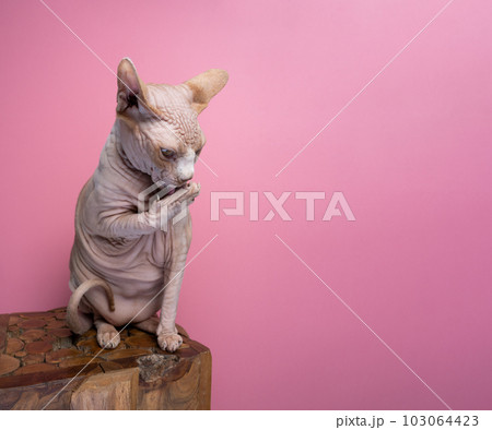 Sphynx cat licking its paw the feline is sitting on a wooden block on the left 103064423