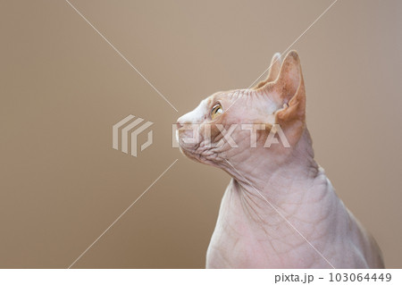 Profile picture of a sphynx cat in a studio. The feline looks to the left. 103064449