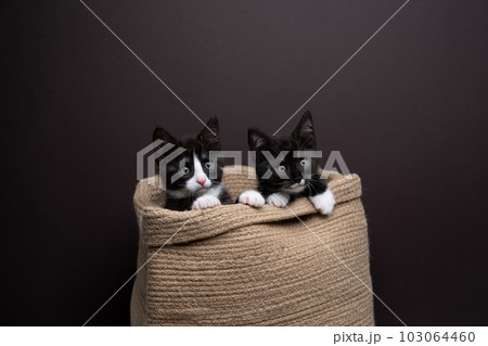 two cute kittens peek out of a bag two cute kittens peek out of a bag 103064460