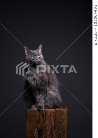 gray maine coon cat sitting on wooden podest 103064491