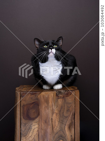 tuxedo cat sitting on a wood log. Studio photo, brown color background. 103064492