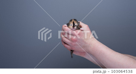 Human hands holding a small newborn calico kitten Human hands holding a small newborn calico kitten 103064538