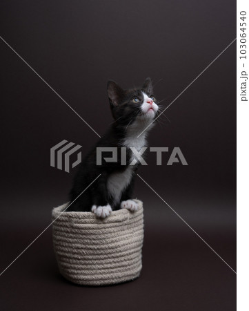 Black and white cat coming out of her small warm basket. Studio photography. 103064540