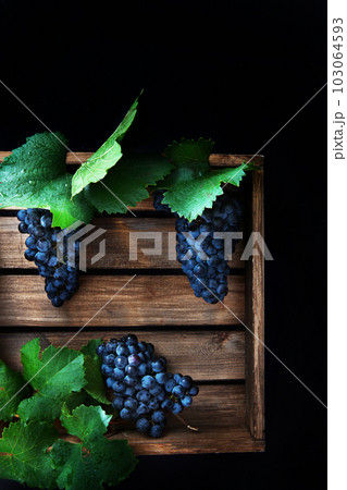 Wooden box with grapes. Fresh grape with leaves in a wooden box. Big clusters of ripe blue grapes in a wooden box. Flat lay. Top view. Copy space. Vertical photo. 103064593