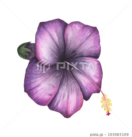 Purple hibiscus flower isolated on white background. Watercolor hand drawn botanical illustration for design 103065109