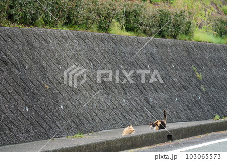 地域猫の家族 三毛猫姉さんと茶トラ弟が追っかけっこする 地域猫の家族 三毛猫姉さんと茶トラ弟が追っかけっこする 103065573