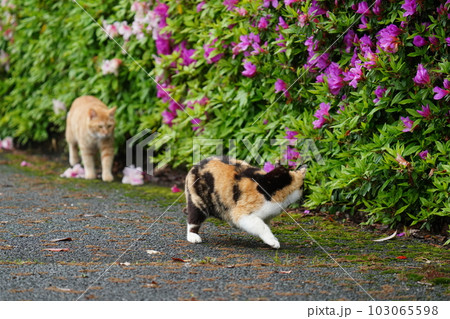 地域猫の家族 三毛猫姉さんと茶トラ弟が追っかけっこする 地域猫の家族 三毛猫姉さんと茶トラ弟が追っかけっこする 103065598