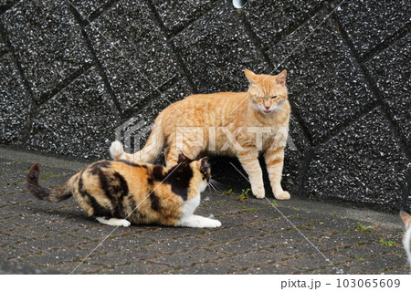 地域猫の家族 三毛猫姉さんと茶トラ弟が追っかけっこする 地域猫の家族 三毛猫姉さんと茶トラ弟が追っかけっこする 103065609