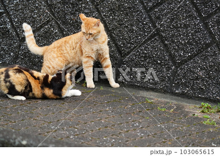 地域猫の家族 三毛猫姉さんと茶トラ弟が追っかけっこする 地域猫の家族 三毛猫姉さんと茶トラ弟が追っかけっこする 103065615