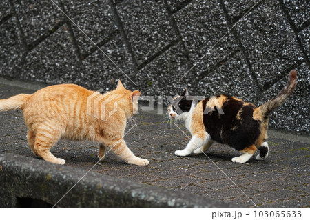 地域猫の家族 三毛猫姉さんと茶トラ弟が追っかけっこするの写真素材