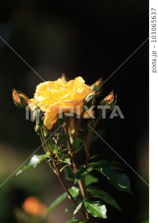 美しく咲き誇るバラの風景（Landscape of beautifully blooming ros 103065637