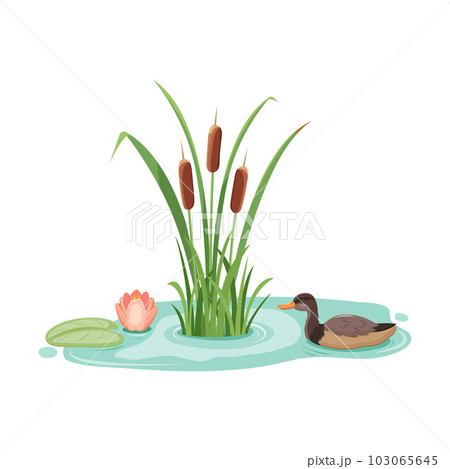 Wild mallard duck in reeds with water lilies. Vector illustration of lake cattail with lotus. Wild mallard duck in reeds with water lilies. Vector illustration of lake cattail with lotus. 103065645