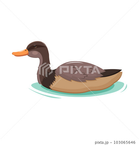 Brown mallard duck isolated on white. Waterfowl. Vector illustration of pond animal 103065646