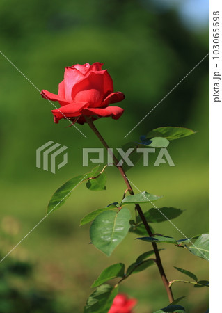 美しく咲き誇るバラの風景(Landscape of beautifully blooming ros 美しく咲き誇るバラの風景(Landscape of beautifully blooming ros 103065698