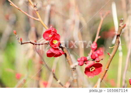 ボケの花 ボケの花 103067114
