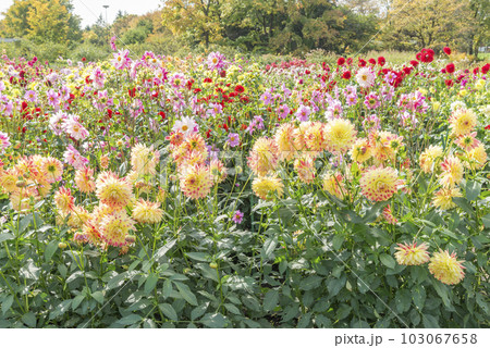 ダリア畑　百合が原公園　札幌市 103067658