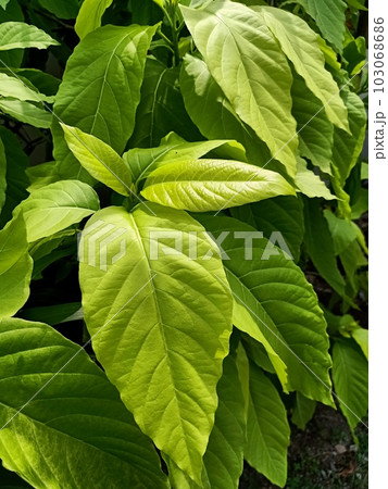 Close up of cananga tree plant  103068686