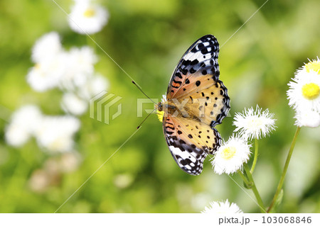 ツマグロヒョウモン♀ 103068846