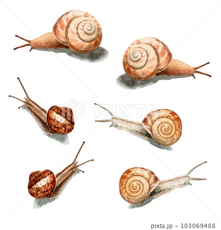 アナログ水彩カタツムリ6匹 103069488