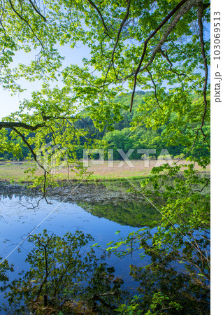 大峰沼　浮島　水鏡　新緑の景色　みなかみ町　 103069513