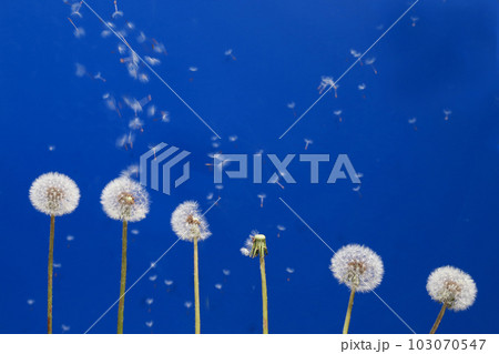 タンポポ綿毛、種子 タンポポ綿毛、種子 103070547