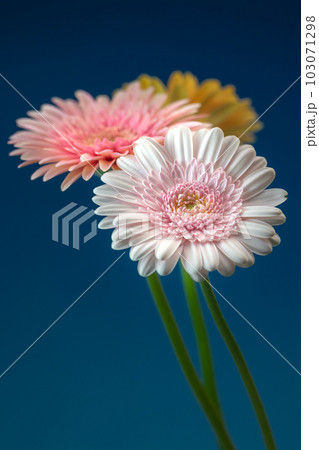 ガーベラの花 マクロイメージ ガーベラの花 マクロイメージ 103071298