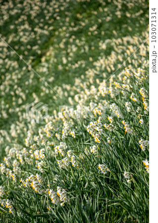 水仙の花　初春のイメージ 103071314