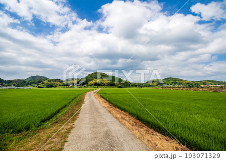 水田と田舎道　夏のイメージ 103071329