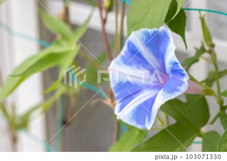 朝顔の花　夏のイメージ 103071330