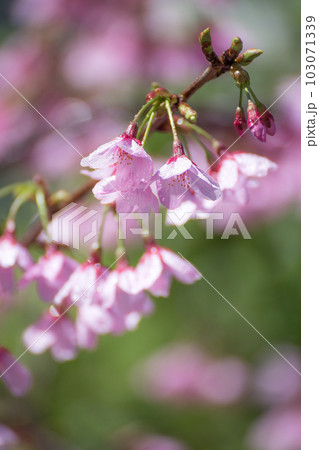 桜の花　春のイメージ 103071339