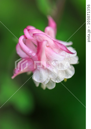 オダマキ　0160 103071356