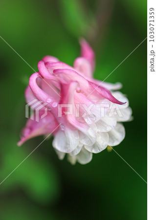 オダマキ 0163 オダマキ 0163 103071359