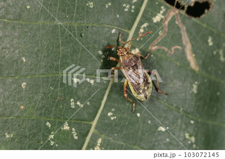 生き物　昆虫　コブチヒメヘリカメムシ、ブチヒメヘリカメムシよりやや小さめ。色味も明るく毛も疎ら 103072145
