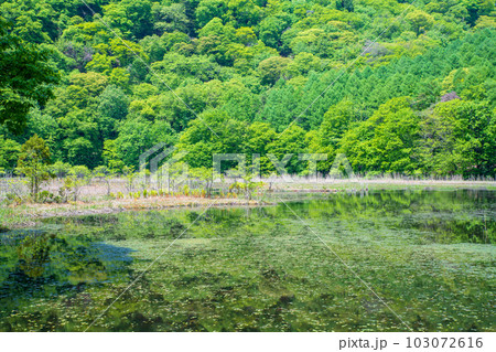 大峰沼　浮島　水鏡　新緑の景色　みなかみ町　 103072616