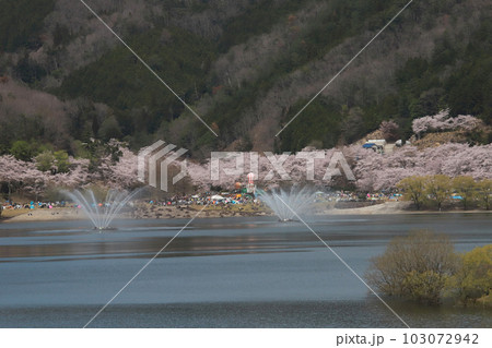 土師ダム八千代湖さくら 土師ダム八千代湖さくら 103072942