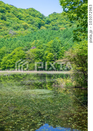 大峰沼　浮島　水鏡　新緑の景色　みなかみ町　 103072963