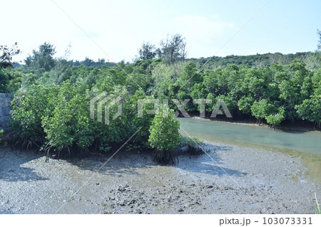 宮古島島尻のマングローブ林は多様な生き物の生息地 宮古島島尻のマングローブ林は多様な生き物の生息地 103073331