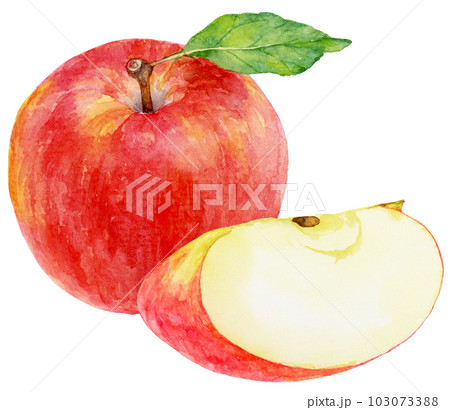水彩で描いたリンゴのイラスト　葉のついた実　くし形切りのリンゴ 103073388