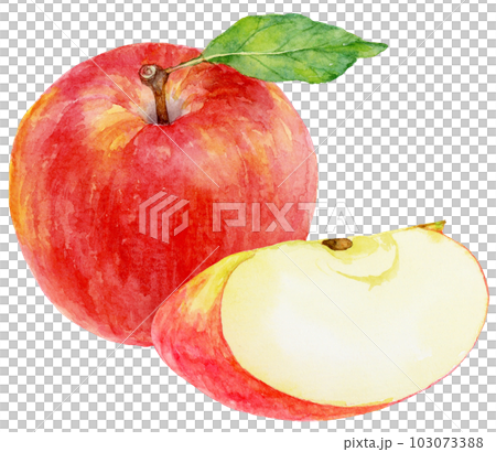 水彩で描いたリンゴのイラスト　葉のついた実　くし形切りのリンゴ 103073388