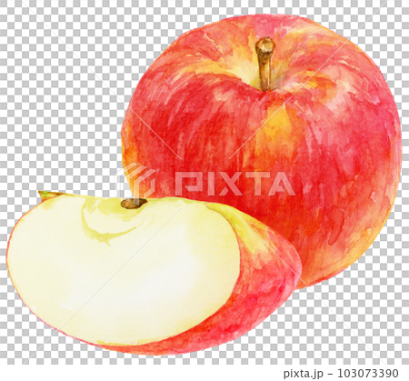 水彩で描いたリンゴのイラスト　丸いリンゴとくし形切りのリンゴ 103073390