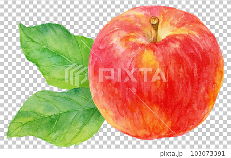 Illustration of an apple drawn with watercolor Two apple leaves in the background Illustration of an apple drawn with watercolor Two apple leaves in the background 103073391