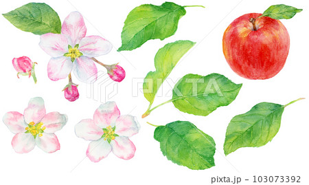 水彩で描いたリンゴの葉と花のイラスト　素材集 103073392