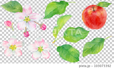 水彩で描いたリンゴの葉と花のイラスト　素材集 103073392